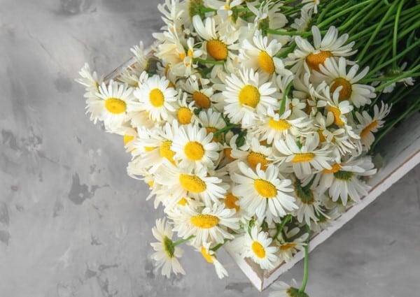 What Do Different Daisy Colours Mean?