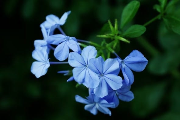 Symbolism Of Blue Flowers 