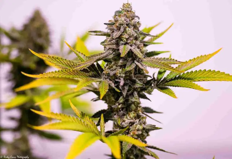 Financial Benefits Of Growing Brothers Grimm Seeds For Sale