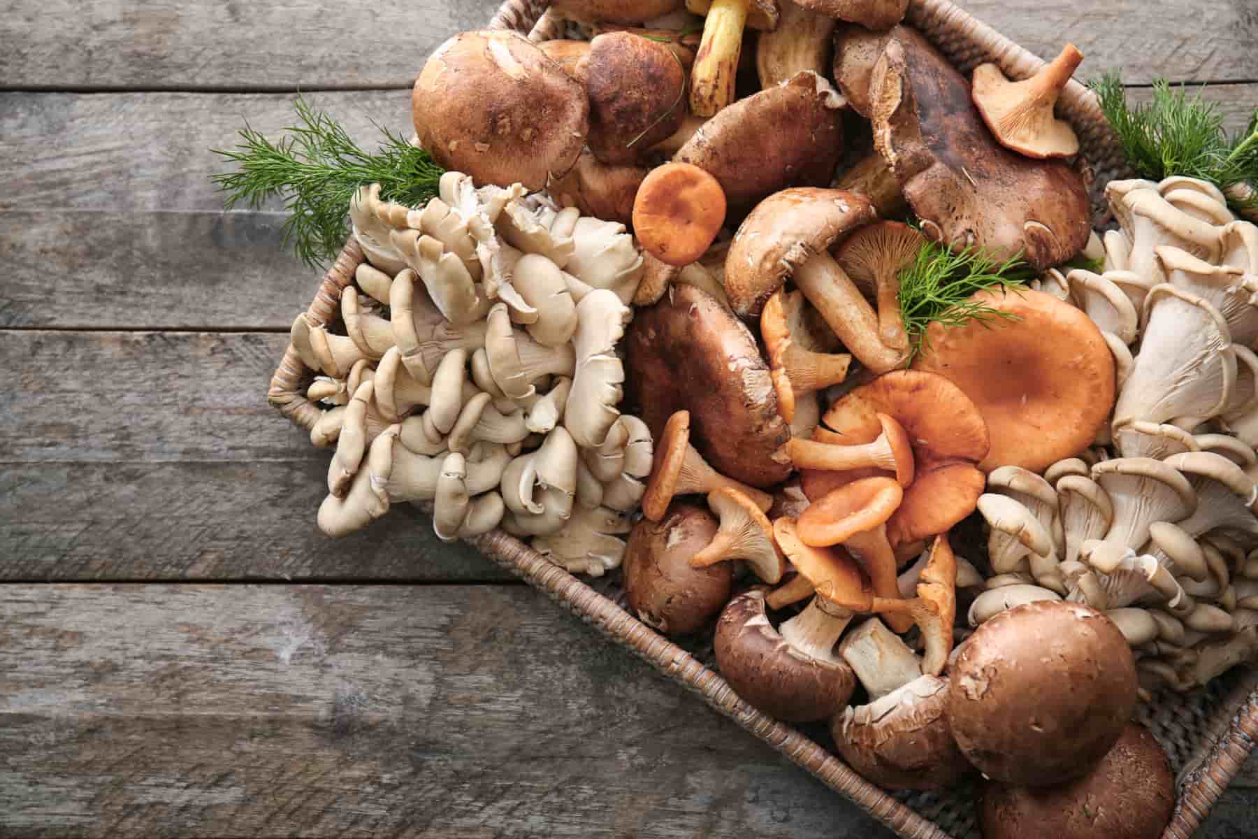 Edible Mushrooms