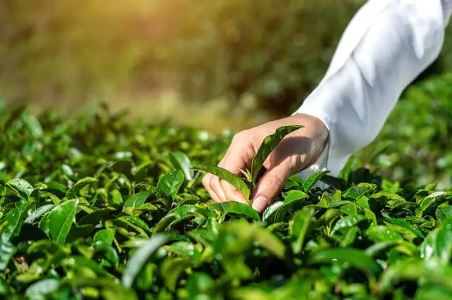 woman-picking-tea-leaves-by-hand-green-tea-farm