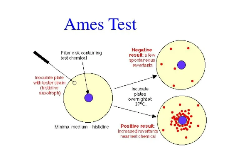 The Role of the Ames Test in Predicting the Genotoxicity of Impurity Compounds in Drugs