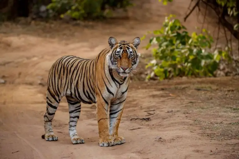 A Right time to visit Sundarban