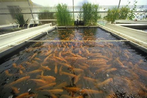 Fish Farming Market Trends, Size, Share, and Forecast 2023-2028