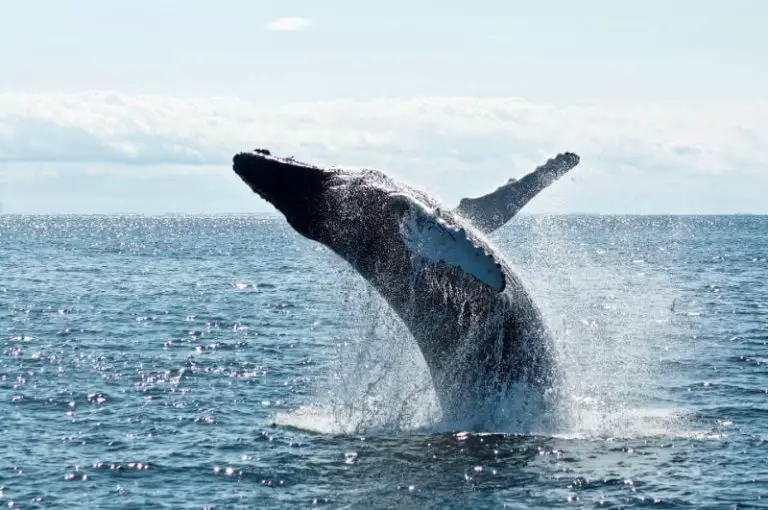 Icy Strait Premier Whale Watching Adventure