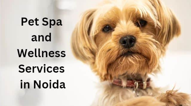 Pet Spa and Wellness Center: Pamper Your Pet with the Best of Care