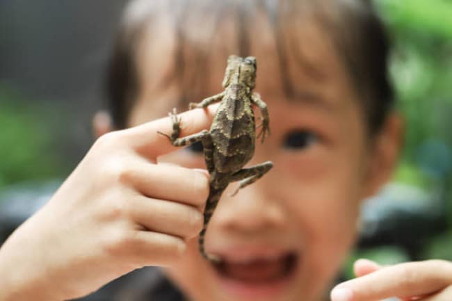 A Beginner’s Guide to Reptiles and Amphibians