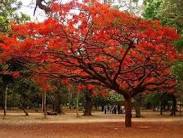 Palash Tree- Indian Beauty