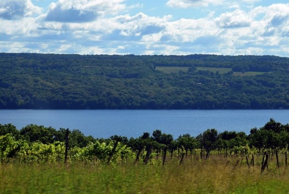 Five White Wines from Finger Lake You Must Try