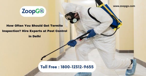 How Often You Should Get Termite Inspection? Hire Experts at Pest Control in Delhi