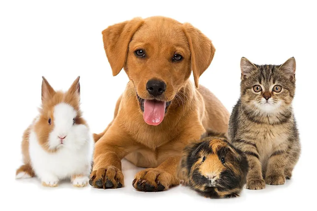 pet-animals-for-home-1024x683