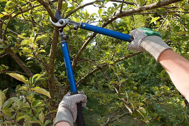 The Pruning Paradigm: Unlocking the Potential of Tree Maintenance