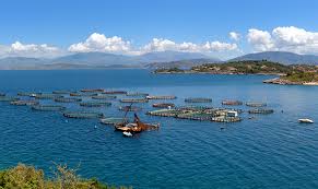 5 Major Aquaculture Market Global Opportunity Analysis and Industry Forecast, 2022 – 2030