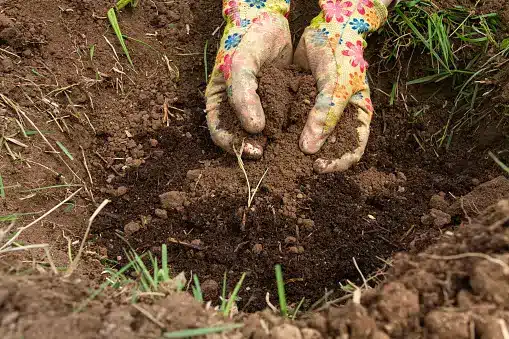 Biofertilizers