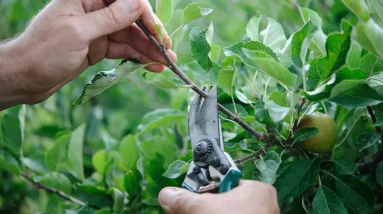 Essential Insights into Fruit Tree Care Services