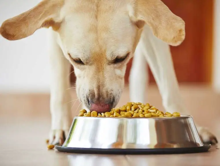 India Pet Food Market – Global Industry Size, Share, Trends, Opportunity, and Forecast, 2018-2028