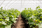 Top 10 Greenhouse Maintenance Tips