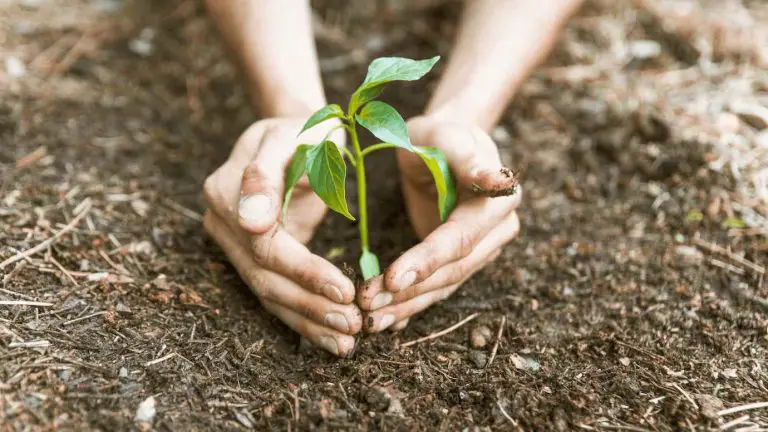 Planting for the Future: Essential Tips on How to Plant a Tree