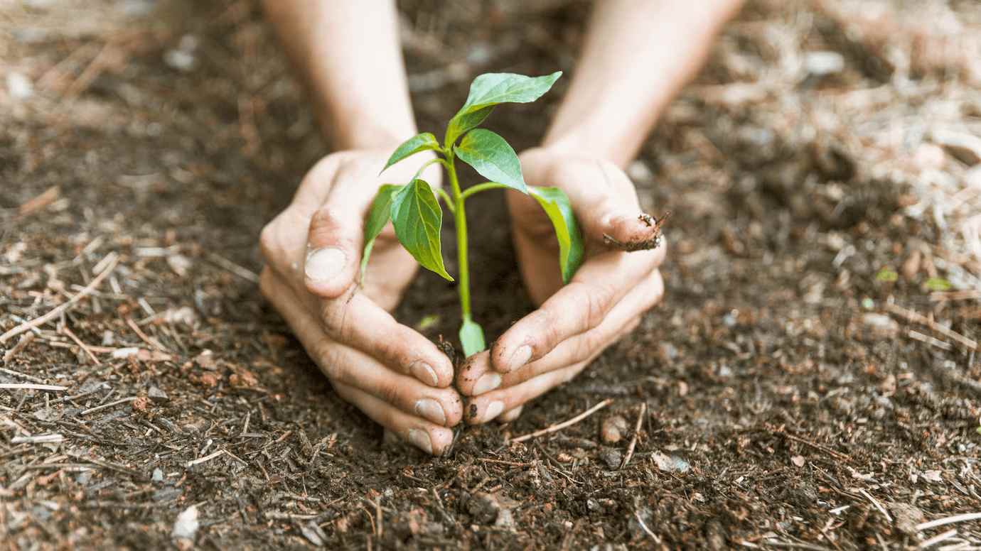 Planting for the Future Essential Tips on How to Plant a Tree