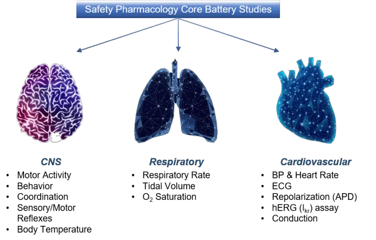 Safety Pharmacology-ICH S7A and ICH S7B