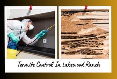 Termite Treatment