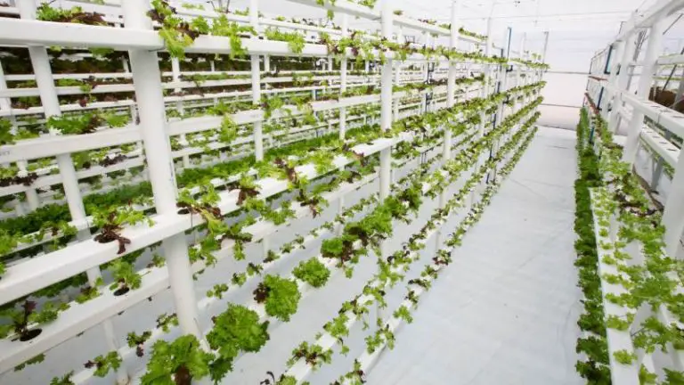 Urban Farming Market Analysis, Challenges, Growth and Forecast By 2030