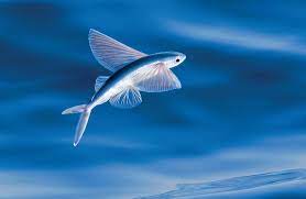 The Flying Fish- its unique features