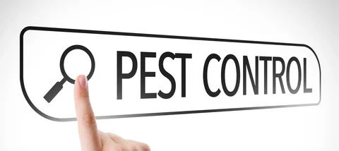 RODENT PEST CONTROL BRISBANE