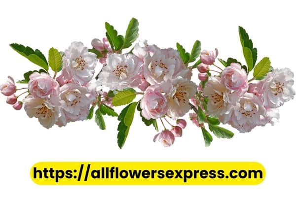 wholesale flowers