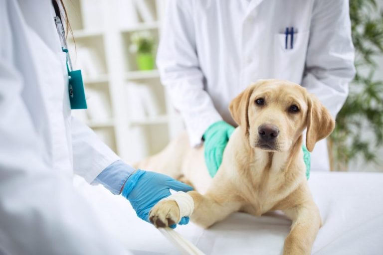 Eradicate Fleas with Ease – Best Pet Treatments at Your Fingertips