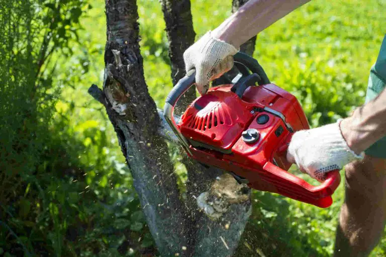 Emergency Tree Removal Randwick Services For Quick And Efficient Services