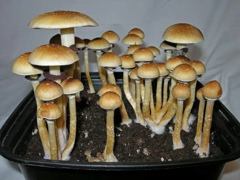 A Tale Of Two Psilocybins: Burma vs. Makilla Gorilla Magic Mushrooms