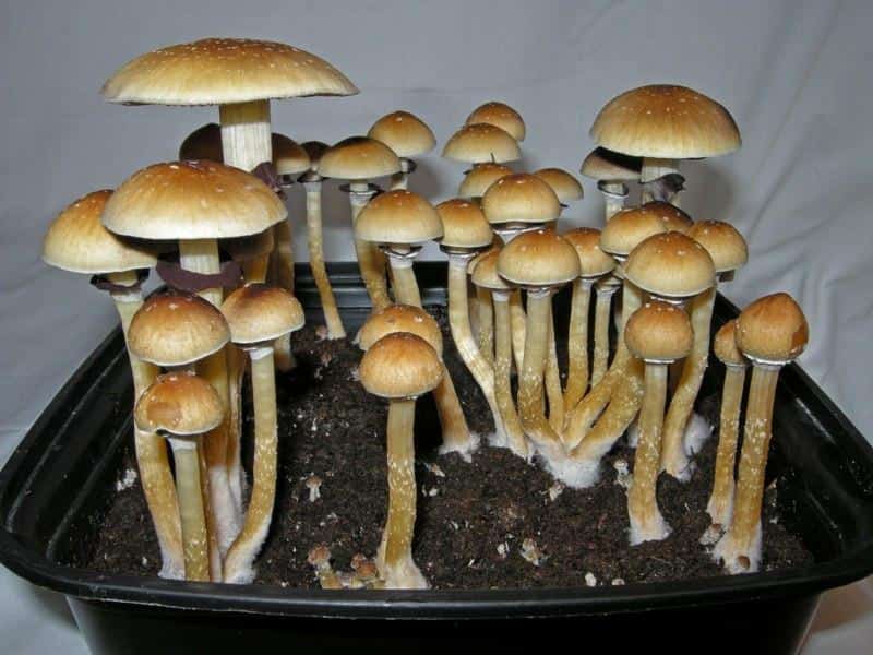 Burma-Magic-Mushrooms-For-Sale