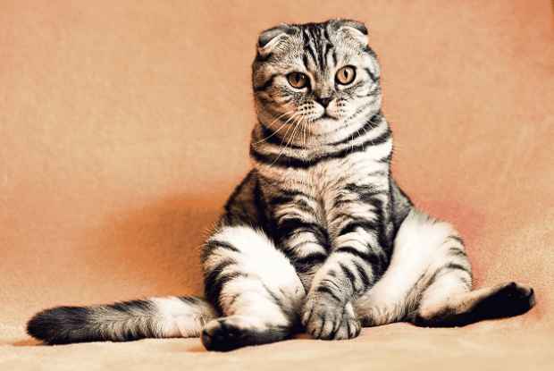 8 Adorable Cat Breeds That Will Melt Your Heart