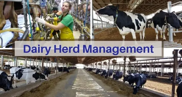 Dairy Herd Management Market