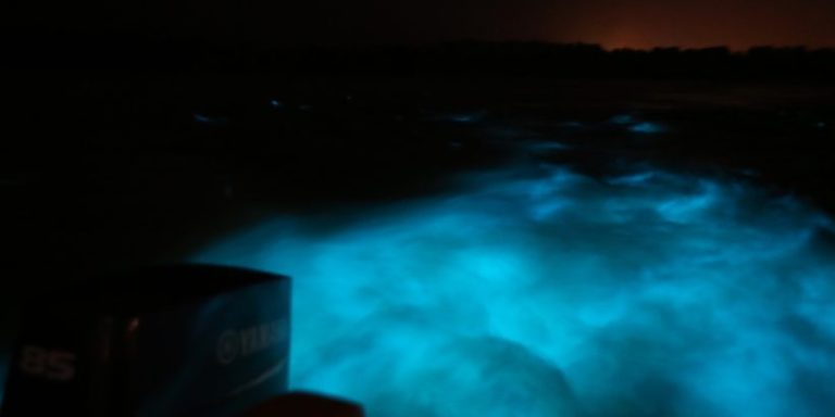 Luminous Lagoon Night Experience Montego Bay: Why Does It Glow?