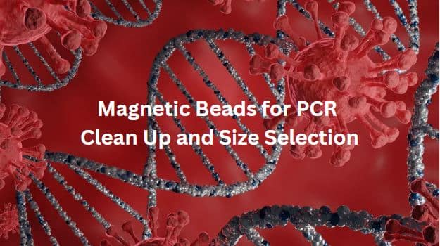 Magnetic Beads for PCR Clean Up and Size Selection: Streamlining Nucleic Acid Analysis