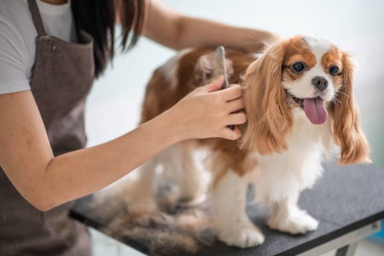 Pet Grooming Products Market Size 2018 At More Than High CAGR By 2028 | TechSci Research