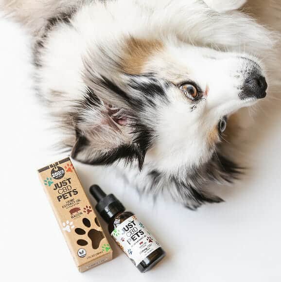 CBD Oil Dog Treats: Unleashing the Potential Benefits for Your Furry Companion