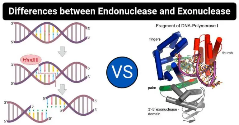 Illuminating the Path: Exonucleases Market Growth 2022-2032