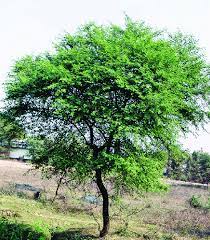 Importance of Babul Tree