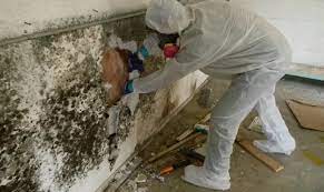 Mold Inspection Cocoa Beach: Uncovering Hidden Mold Threats by the Coast