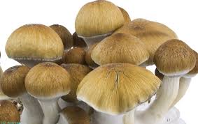 The Therapeutic Potential Of Amazonian Cubensis Magic Mushrooms