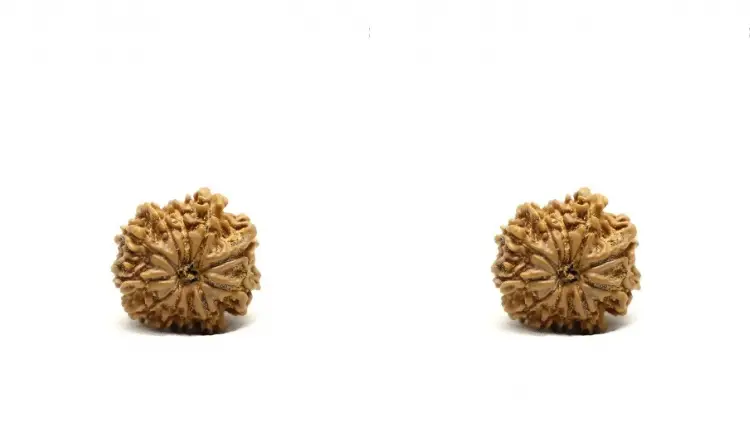 Exploring the Mystical 11 Mukhi Rudraksha: Price and Significance in India