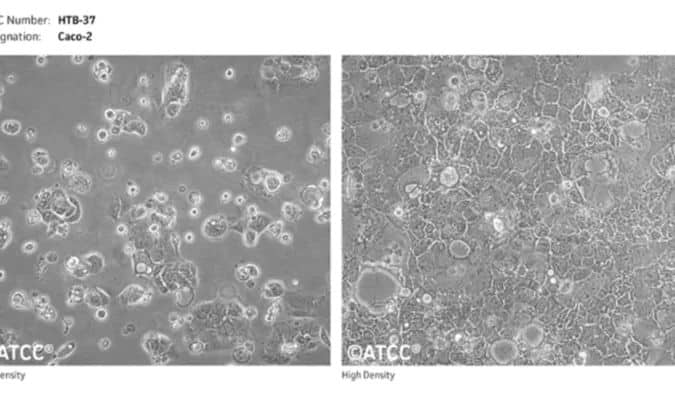 Caco-2-cell