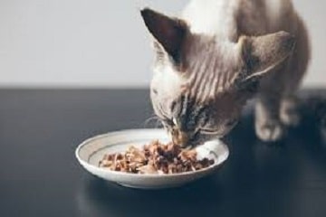 Global Cat Food Market Set to Surge, Eyeing USD 45 Bn by 2028: Ken Research