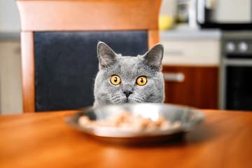 Global Cat Food Market Size