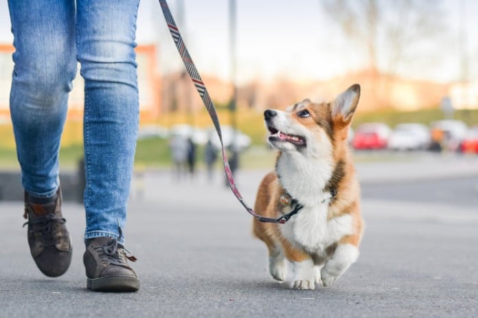 Exploring the Finest Dog Walking Services: A Comprehensive Guide