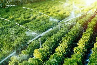 Professional Irrigation Installation: High-Pressure Mist Systems for Numerous Applications