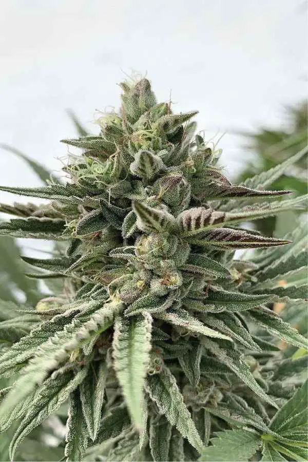 Humboldt Pound Cake: The Remarkable Qualities of Cannabis Seeds